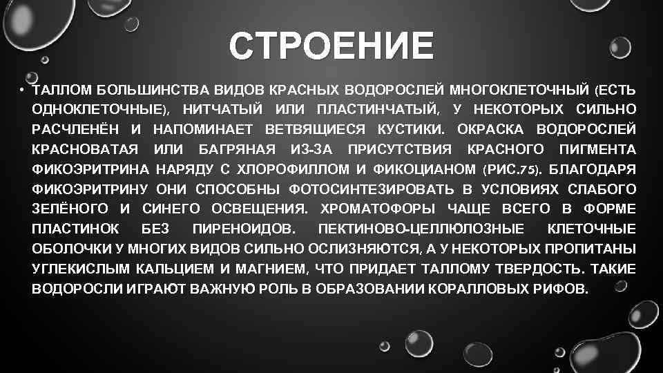 СТРОЕНИЕ • ТАЛЛОМ БОЛЬШИНСТВА ВИДОВ КРАСНЫХ ВОДОРОСЛЕЙ МНОГОКЛЕТОЧНЫЙ (ЕСТЬ ОДНОКЛЕТОЧНЫЕ), НИТЧАТЫЙ ИЛИ ПЛАСТИНЧАТЫЙ, У