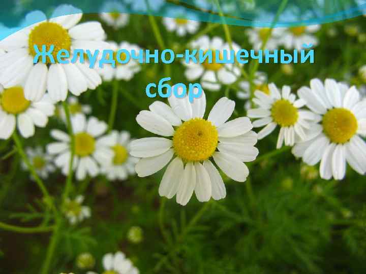 Желудочно-кишечный сбор 