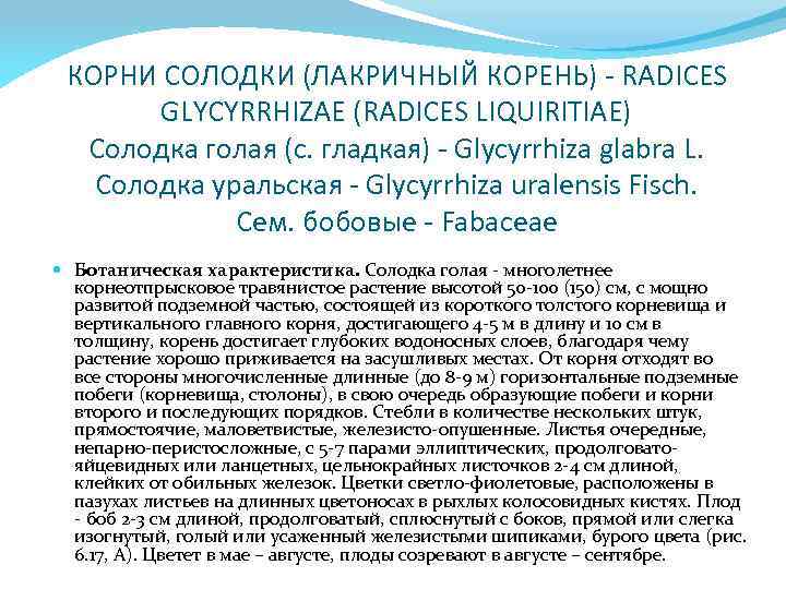 КОРНИ СОЛОДКИ (ЛАКРИЧНЫЙ КОРЕНЬ) - RADICES GLYCYRRHIZAE (RADICES LIQUIRITIAE) Солодка голая (с. гладкая) -