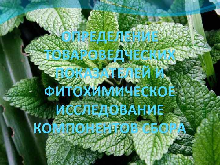 ОПРЕДЕЛЕНИЕ ТОВАРОВЕДЧЕСКИХ ПОКАЗАТЕЛЕЙ И ФИТОХИМИЧЕСКОЕ ИССЛЕДОВАНИЕ КОМПОНЕНТОВ СБОРА 