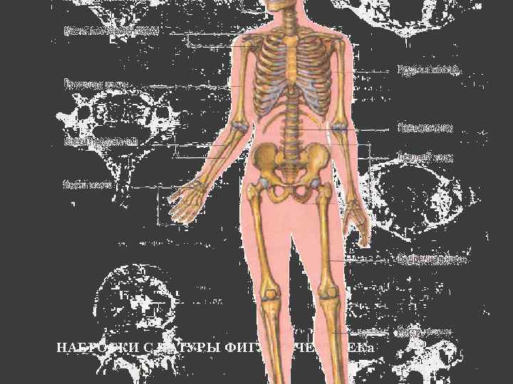 НАБРОСКИ С НАТУРЫ ФИГУРЫ ЧЕЛОВЕКа 