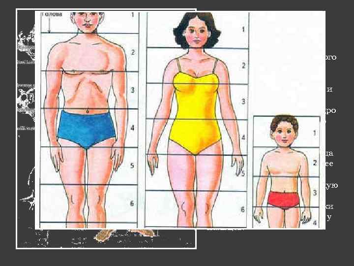 предплечью прикрепляется кисть руки, состоящая из запястья, пясти, фаланг пальцев. С помо щью тазового