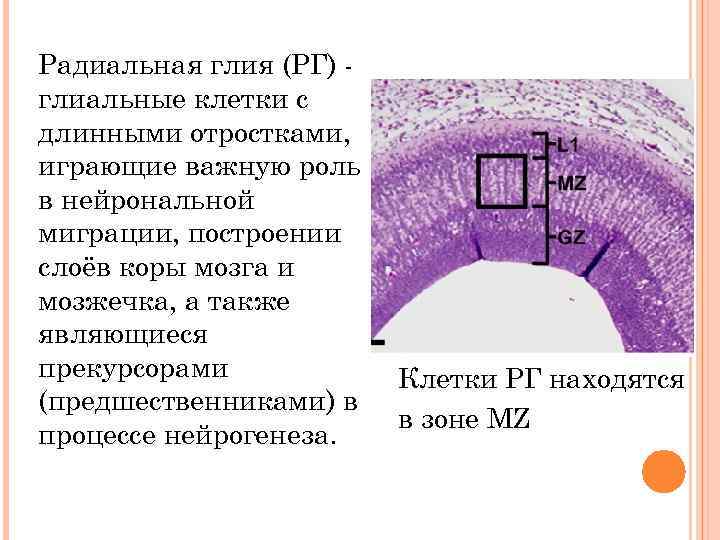 Радиальная глия (РГ) глиальные клетки с длинными отростками, играющие важную роль в нейрональной миграции,