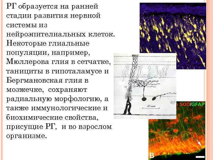 РГ образуется на ранней стадии развития нервной системы из нейроэпителиальных клеток. Некоторые глиальные популяции,