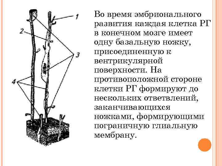 Во время эмбрионального развития каждая клетка РГ в конечном мозге имеет одну базальную ножку,