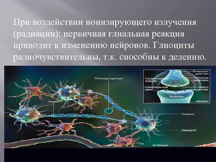 При воздействии ионизирующего излучения (радиации): первичная глиальная реакция приводит к изменению нейронов. Глиоциты радиочувствительны,