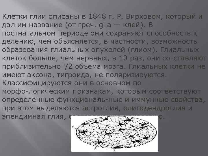 Клетки глии описаны в 1848 г. Р. Вирховом, который и дал им название (от