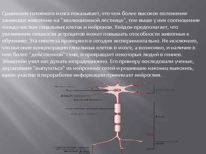 Сравнение головного мозга показывает, что чем более высокое положение занимают животные на 