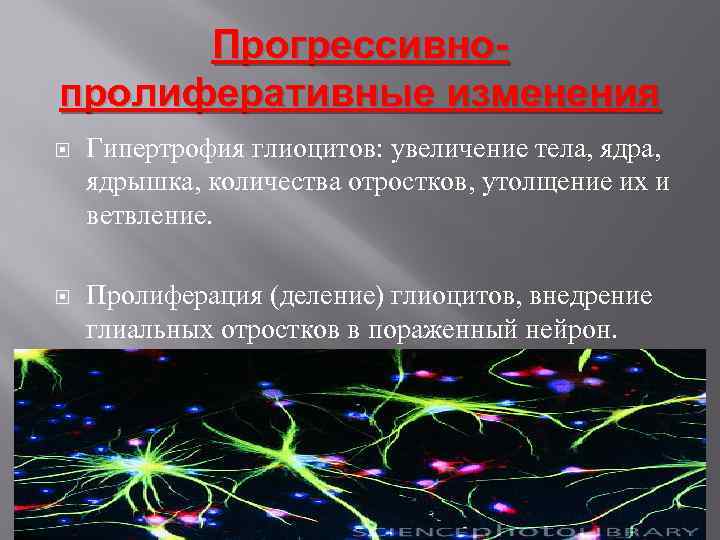 Прогрессивнопролиферативные изменения Гипертрофия глиоцитов: увеличение тела, ядра, ядрышка, количества отростков, утолщение их и ветвление.