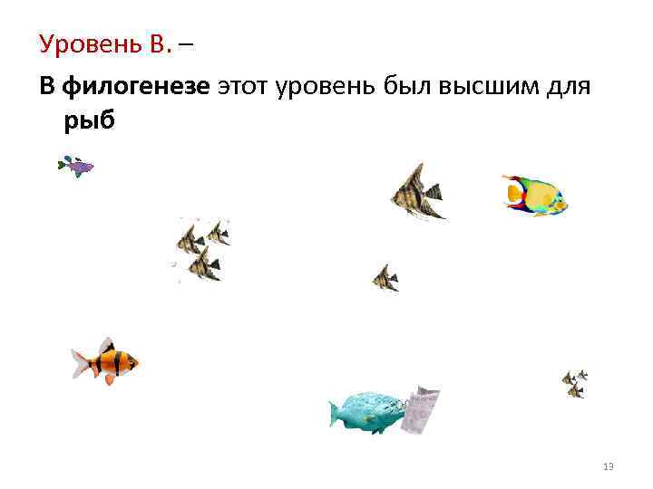 Уровень В. – В филогенезе этот уровень был высшим для рыб 13 