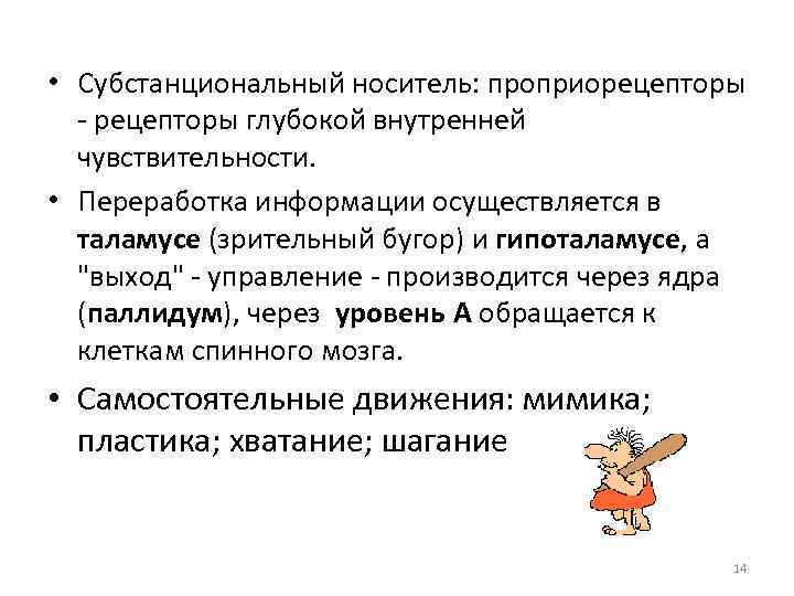  • Субстанциональный носитель: проприорецепторы глубокой внутренней чувствительности. • Переработка информации осуществляется в таламусе