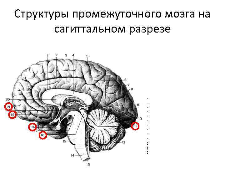 Структуры промежуточного мозга на сагиттальном разрезе 