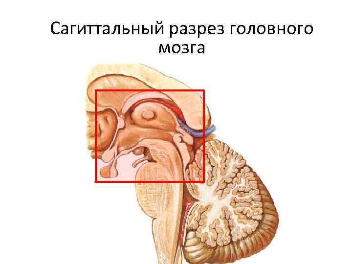 Сагиттальный разрез глаза фото