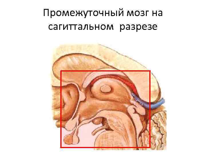 Промежуточный мозг на сагиттальном разрезе 