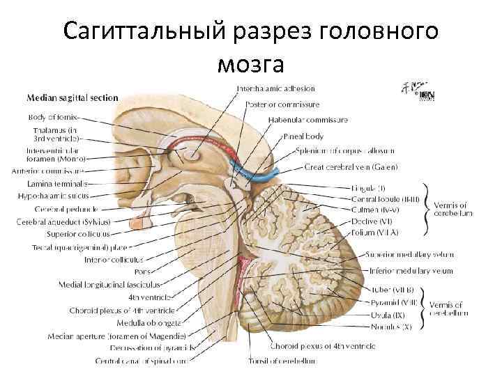 Сагиттальный разрез головного мозга 