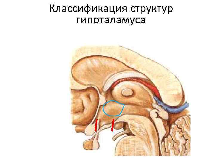 Классификация структур гипоталамуса 