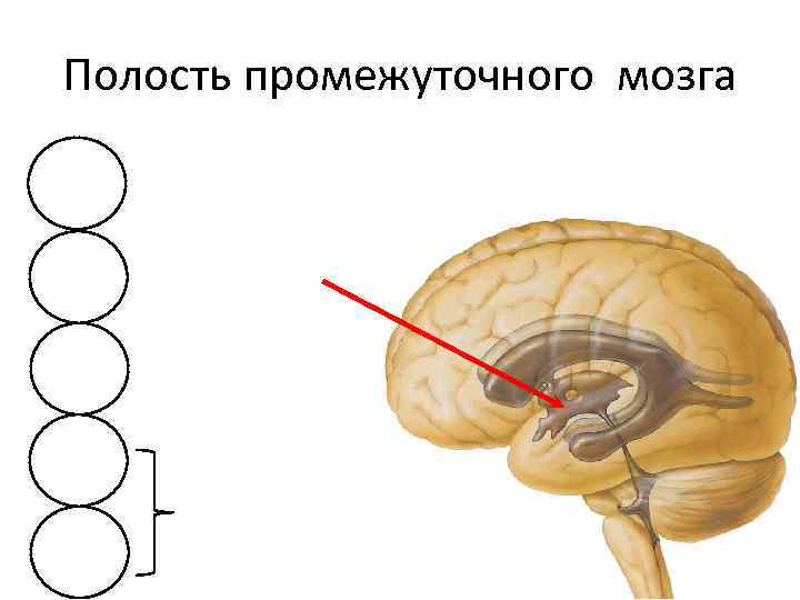 3 желудочек. Третий желудочек промежуточного мозга. Полость промежуточного мозга 3 желудочек. Стенки третьего желудочка головного мозга. Промежуточный мозг и 3 желудочек анатомия.