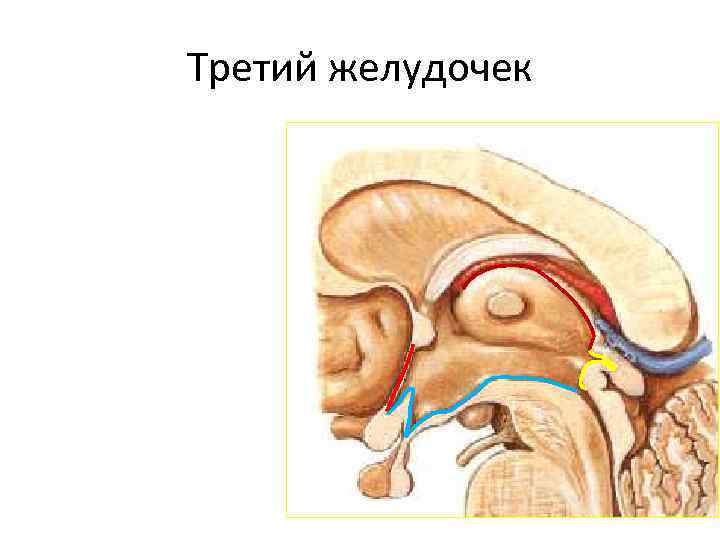 Стенка желудочка. Стенки третьего желудочка головного мозга. 3 Желудочек мозга анатомия. Третий желудочек промежуточного мозга. Анатомия стенки третьего желудочка.