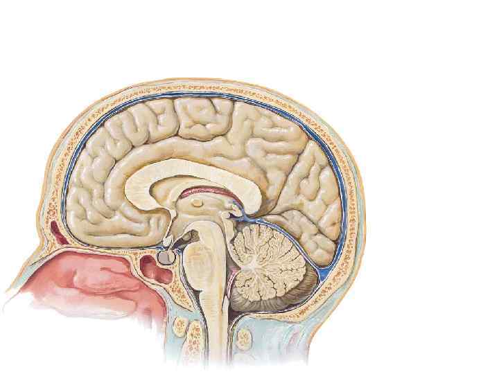 Промежуточный мозг фото