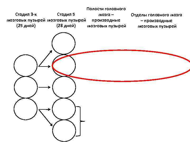 Полости головного Стадия 3 -х Стадия 5 мозга – мозговых пузырей производные (25 дней)