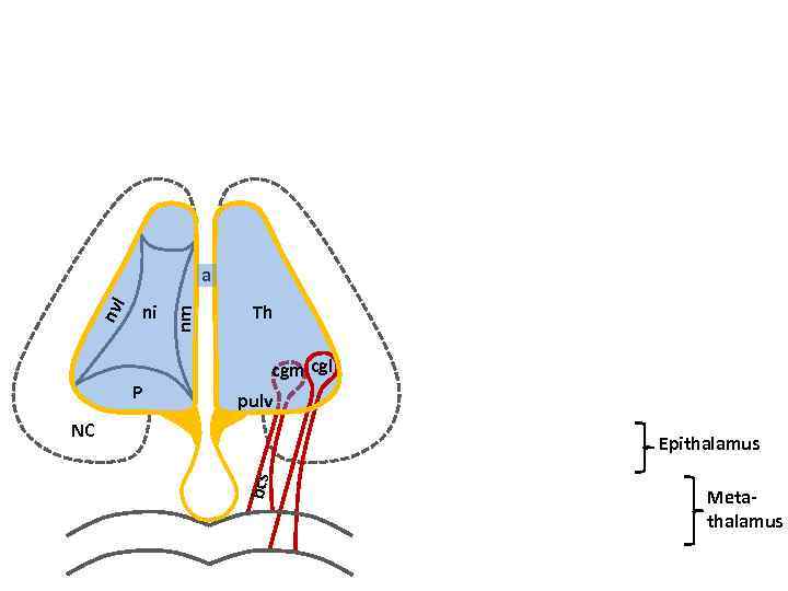 ni P nm nv l a Th cgm cgl pulv NC bcs Epithalamus Metathalamus