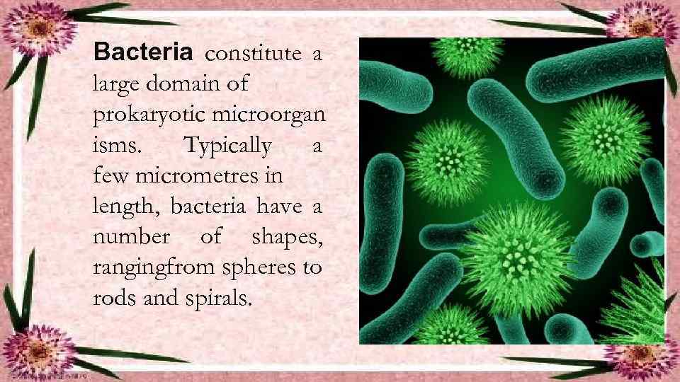Bacteria constitute a large domain of prokaryotic microorgan isms. Typically a few micrometres in