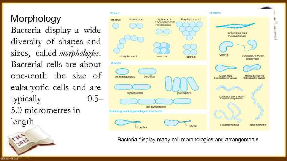 Morphology Bacteria display a wide diversity of shapes and sizes, called morphologies. Bacterial cells