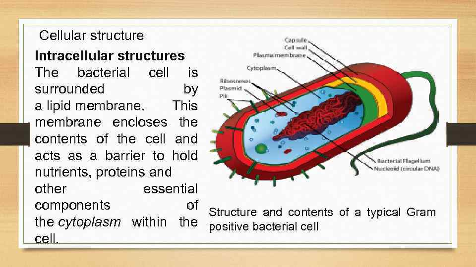 Cellular structure Intracellular structures The bacterial cell is surrounded by a lipid membrane. This