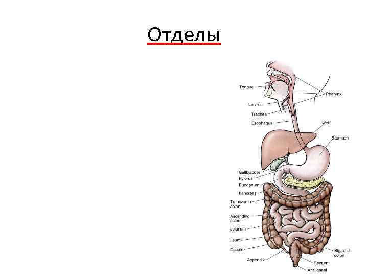 Отделы 