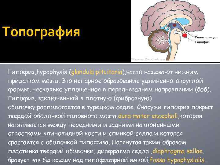 Топография Гипофиз, hypophysis (glandula pituitaria), часто называют нижним придатком мозга. Это непарное образование удлиненно-округлой