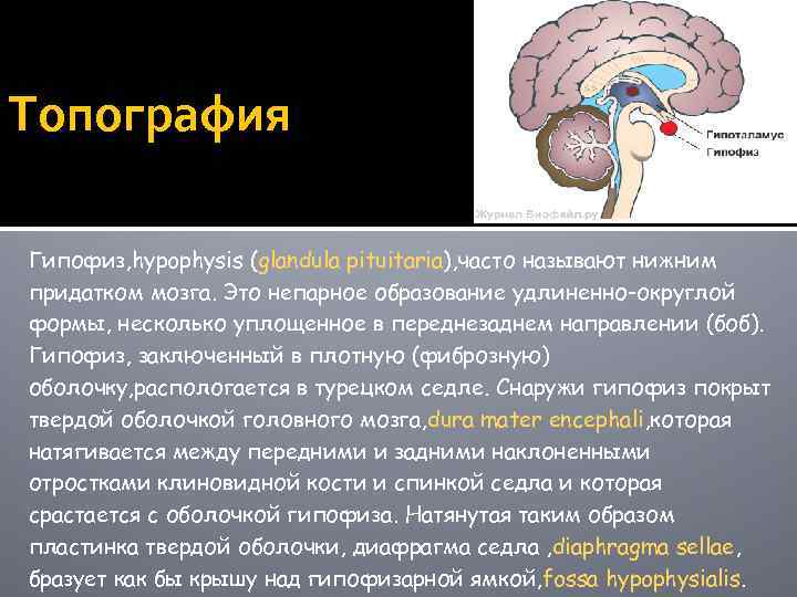 Сальные печень надпочечники гипофиз