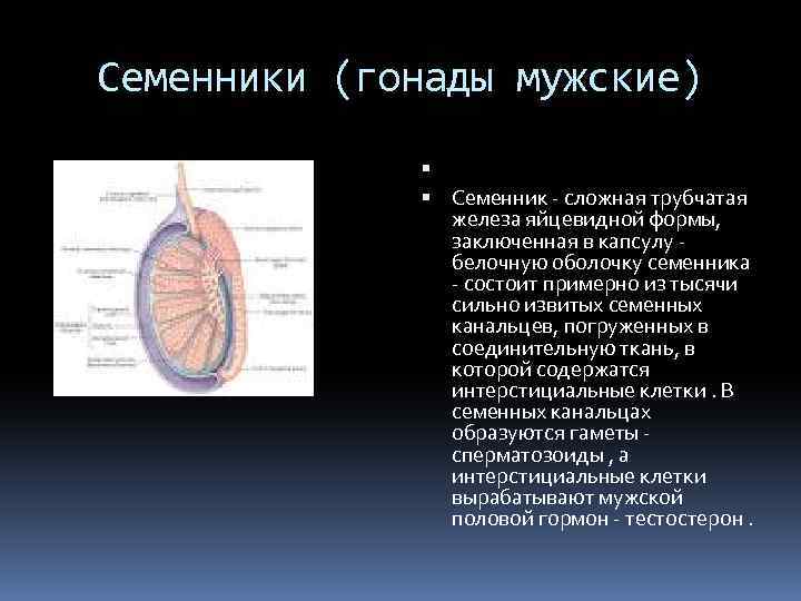 Семенники (гонады мужские) Семенник - сложная трубчатая железа яйцевидной формы, заключенная в капсулу -