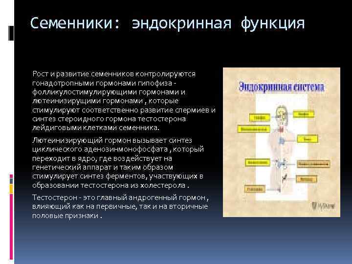 Семенники: эндокринная функция Рост и развитие семенников контролируются гонадотропными гормонами гипофиза - фолликулостимулирующими гормонами