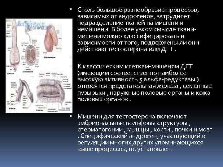  Столь большое разнообразие процессов, зависимых от андрогенов, затрудняет подразделение тканей на мишени и