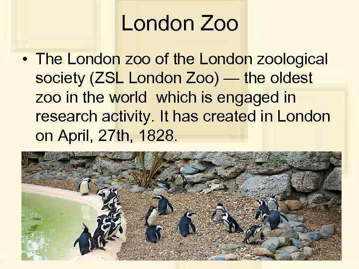 London Zoo • The London zoo of the London zoological society (ZSL London Zoo)