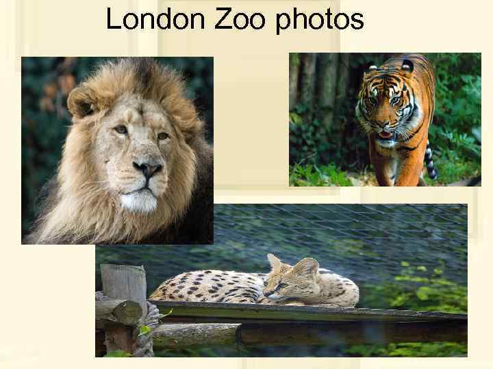 London Zoo photos 