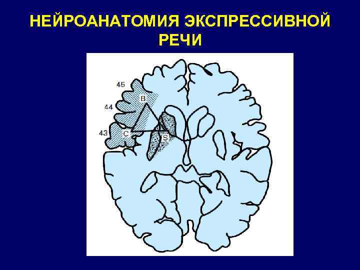НЕЙРОАНАТОМИЯ ЭКСПРЕССИВНОЙ РЕЧИ 