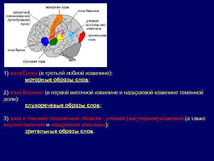 1) зона Брока (в третьей лобной извилине): моторные образы слов; 2) зона Вернике (в