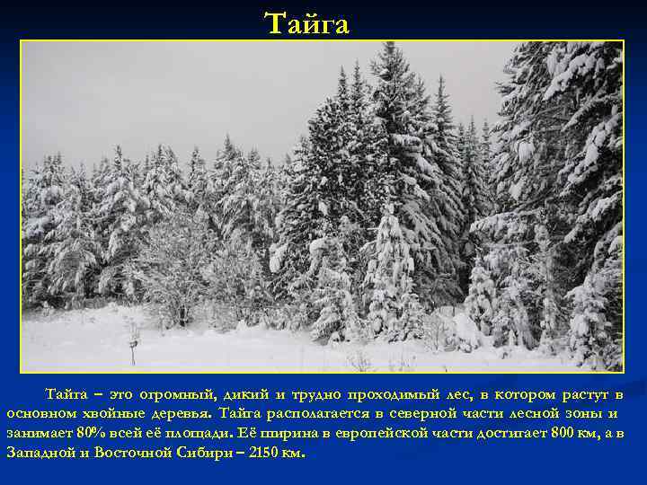 Тайга – это огромный, дикий и трудно проходимый лес, в котором растут в основном