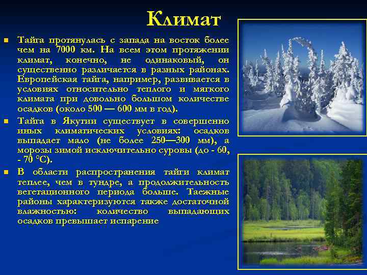 Природно климатические условия тайги. Тайга климат температура осадки. Тайга климат зимой и летом. Климатические условия тайги. Климат тайги в России.