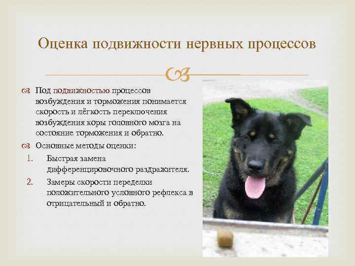 Оценка подвижности нервных процессов Под подвижностью процессов возбуждения и торможения понимается скорость и лёгкость