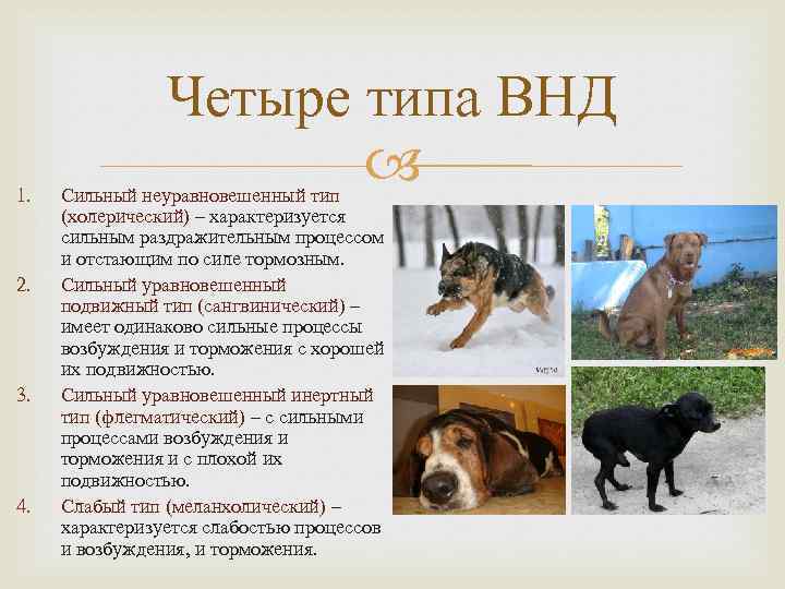 1. 2. 3. 4. Четыре типа ВНД Сильный неуравновешенный тип (холерический) – характеризуется сильным