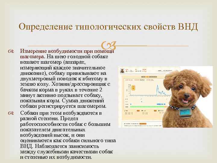 Определение типологических свойств ВНД Измерение возбудимости при помощи шагомера. На шею голодной собаке вешают