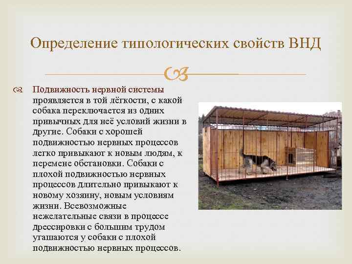 Определение типологических свойств ВНД Подвижность нервной системы проявляется в той лёгкости, с какой собака
