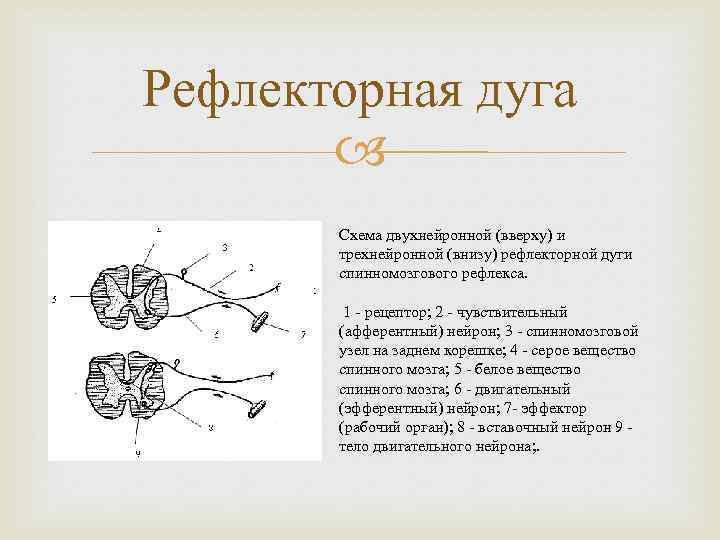 Схема строения трехнейронной рефлекторной дуги