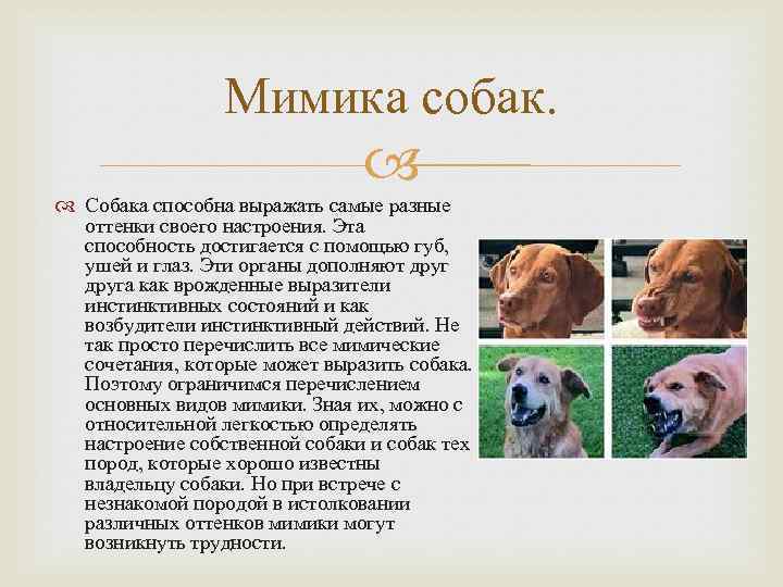 Огэ биология собака. Собака для презентации. Описание собаки. Проект про собак. Сообщение о домашних животных собака.