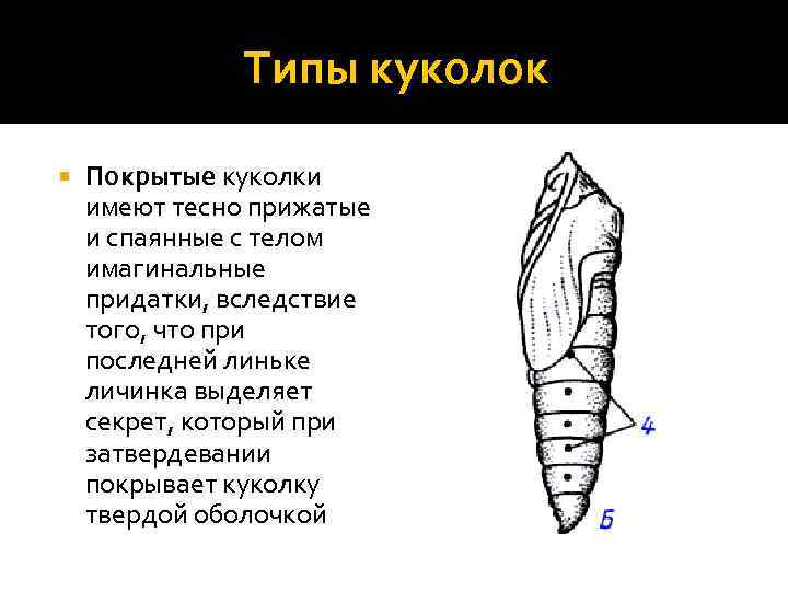 Куколка определение. Строение куколки бабочки. Типы куколок насекомых. Покрытая куколка строение. Покрытый Тип куколки.