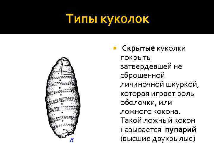 Стадия куколки характерна для развития