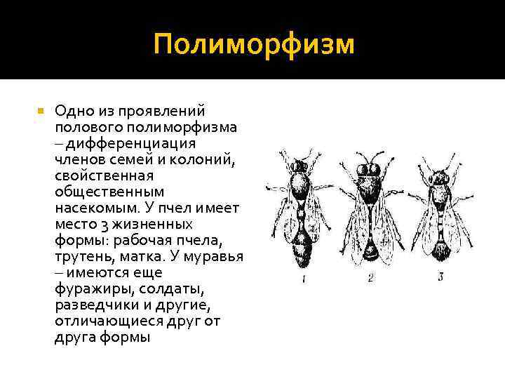 Полиморфизм Одно из проявлений полового полиморфизма – дифференциация членов семей и колоний, свойственная общественным