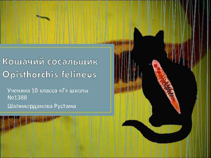 Кошачий сосальщик Opisthorchis felineus Ученика 10 класса «Г» школы № 1388 Шагиморданова Рустама 